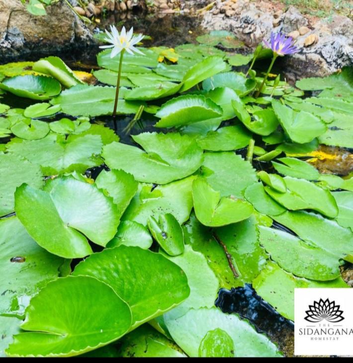 Sidhangana Home Stay Anuradhapura Buitenkant foto
